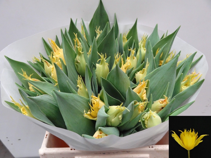 <h4>TU EN  SUNNY LEO</h4>