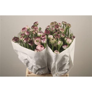 Ran El. White Stripes