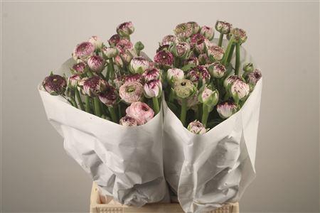 <h4>Ran El. White Stripes</h4>