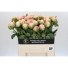 Paeonia Dinner Plate