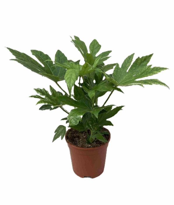 FATSIA JAPONICA P17 SPIDERS WEB