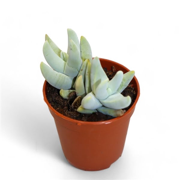 <h4>Crassula Cornuta</h4>