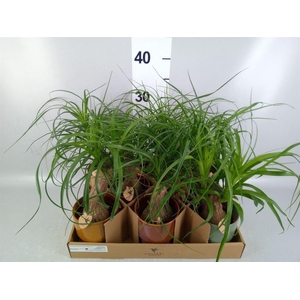 Beaucarnea recurvata