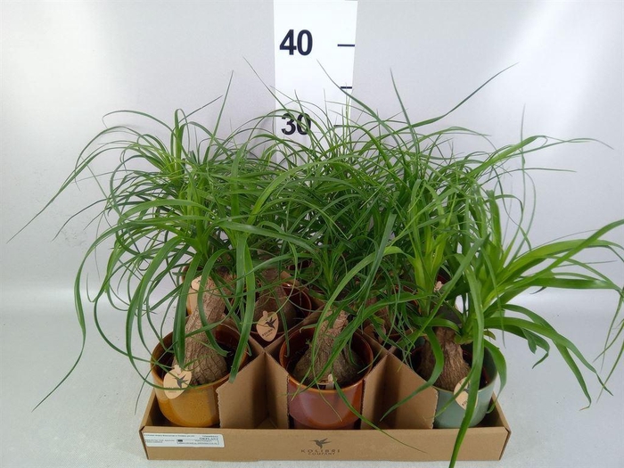 <h4>Beaucarnea recurvata</h4>