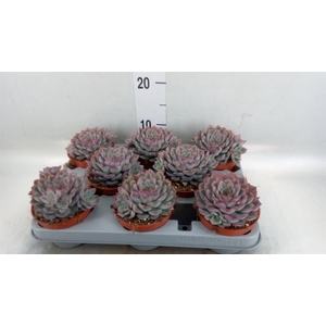 Echeveria  'Hercules'