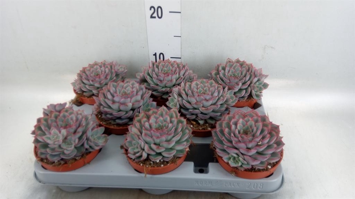 <h4>Echeveria  'Hercules'</h4>