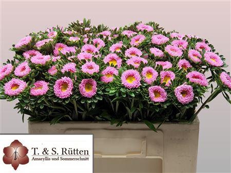 <h4>Callistephus Mats Pink</h4>