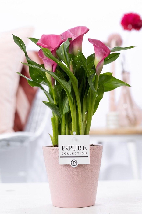 <h4>Zantedeschia pink in P&PURE Ruby ceramics pink</h4>
