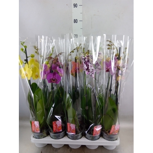 Phalaenopsis   ...mix