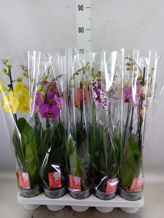 <h4>Phalaenopsis   ...mix</h4>