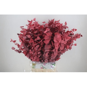 Pres Euca Stuartiana Red 150 Gr P Bunch