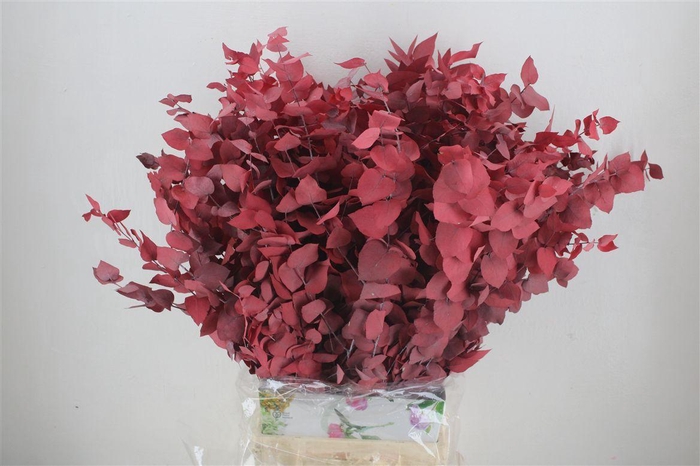 <h4>Pres Euca Stuartiana Red 150 Gr P Bunch</h4>