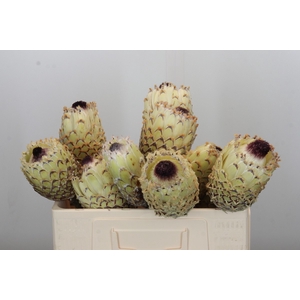 Protea Barbigera White No leaves
