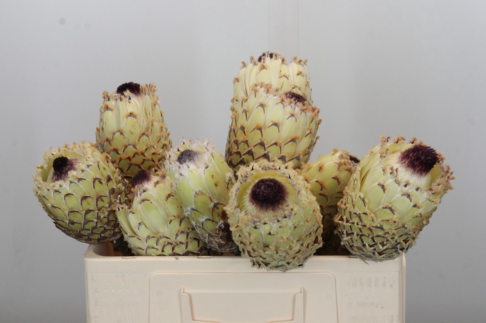 <h4>Protea Barbigera White No leaves</h4>