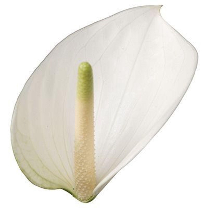 <h4>Anthurium andr. 'Whisper'</h4>