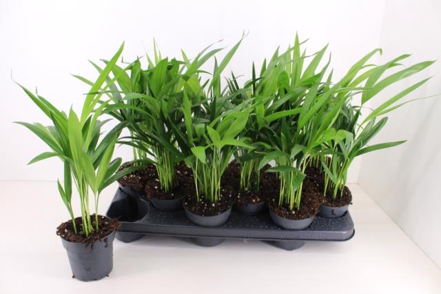 <h4>DYPSIS LUTESCENS</h4>