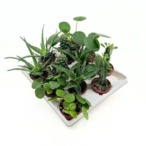 Mini'BOTANIC' Mix(vari.plants)