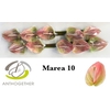 Anth. andr. 'Marea' x12