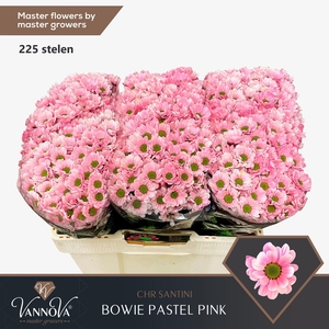 Chr S Bowie Pastel Pink