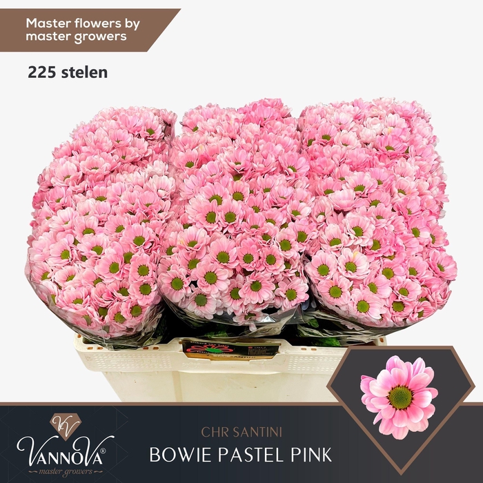 <h4>Chr S Bowie Pastel Pink</h4>