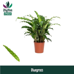 Calathea rufibarba 'Blue Grass'