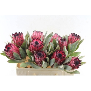 PROTEA MAGNIFICA