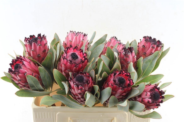<h4>PROTEA MAGNIFICA</h4>