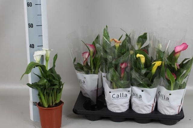 <h4>ZANT GEM 5 KL</h4>