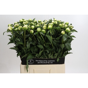 Paeonia Duchesse De Nemours