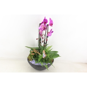 arr2 PL - Ebbischaal x2 phal. lila Butterfly
