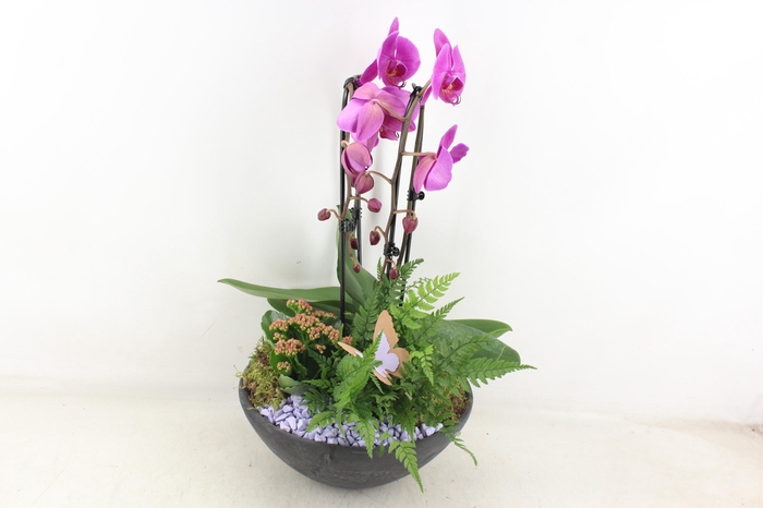<h4>arr2 PL - Ebbischaal x2 phal. lila Butterfly</h4>