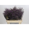 Limonium Safora Dark Blue