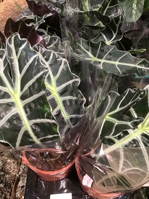 Alocasia Polly