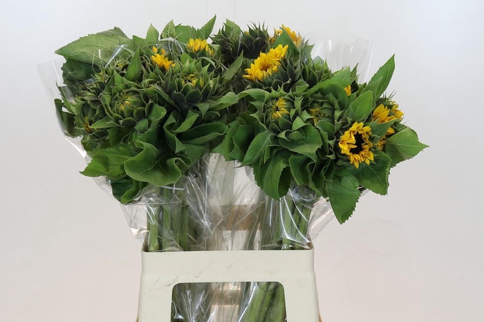 <h4>Helianthus Orange Fire</h4>