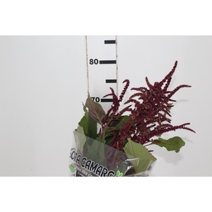 AMARANTHUS VINHO