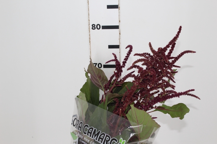 AMARANTHUS VINHO