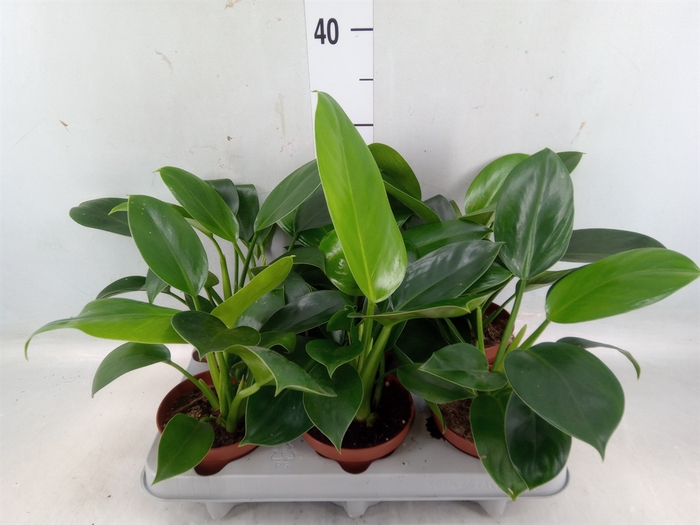 <h4>Philodendron   ...</h4>