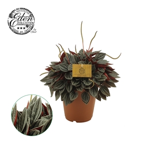 Peperomia Santorini 15cm
