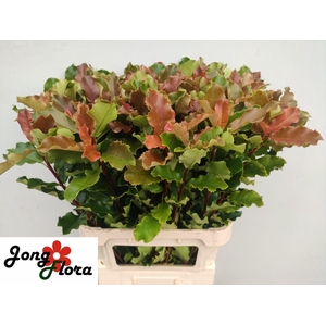 PHOT S CURLY FANTASY