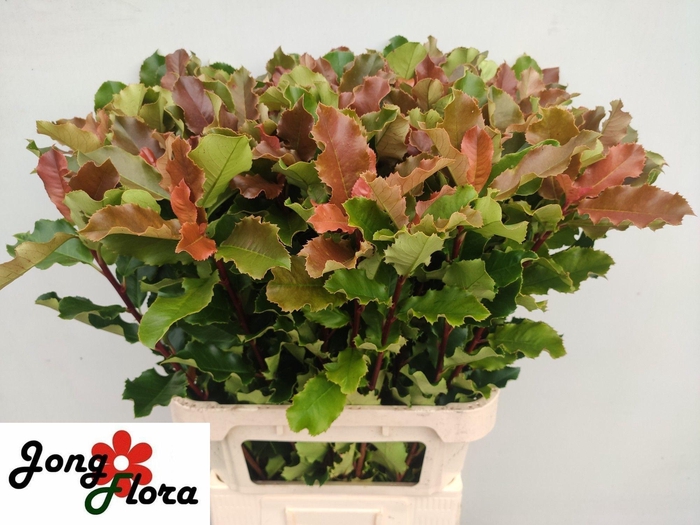 <h4>PHOT S CURLY FANTASY</h4>