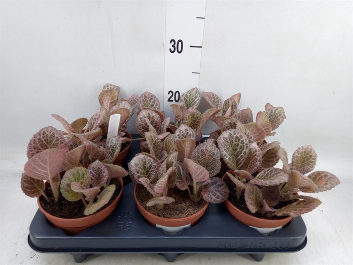 <h4>Episcia   ...</h4>