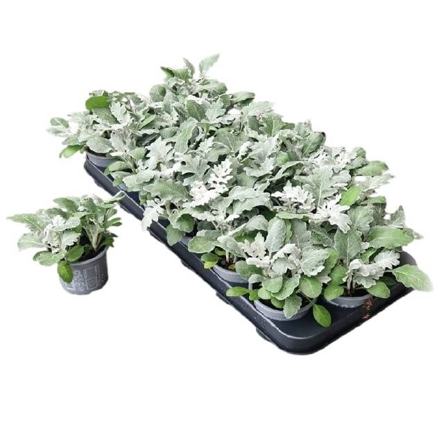 <h4>JACOBAEA MARITIMA</h4>