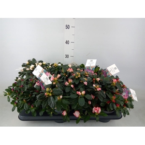 Rhododendron sim.   ...mix