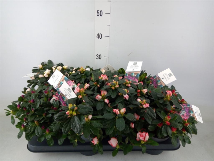 <h4>Rhododendron sim.   ...mix</h4>