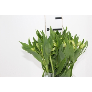 ALSTROEMERIA AVALANGE 080 CM