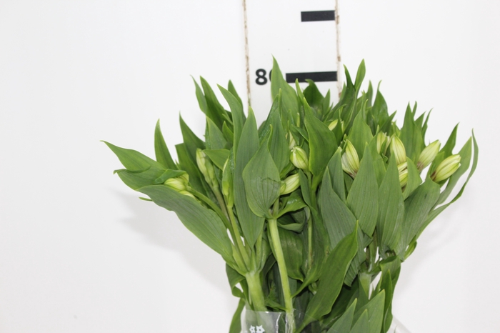 <h4>ALSTROEMERIA AVALANGE 080 CM</h4>