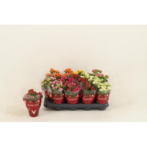 Kalanchoe Double Mix
