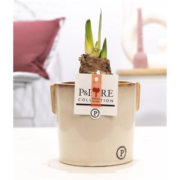 <h4>Hippeastrum red in P&PURE Lauren ceramics</h4>