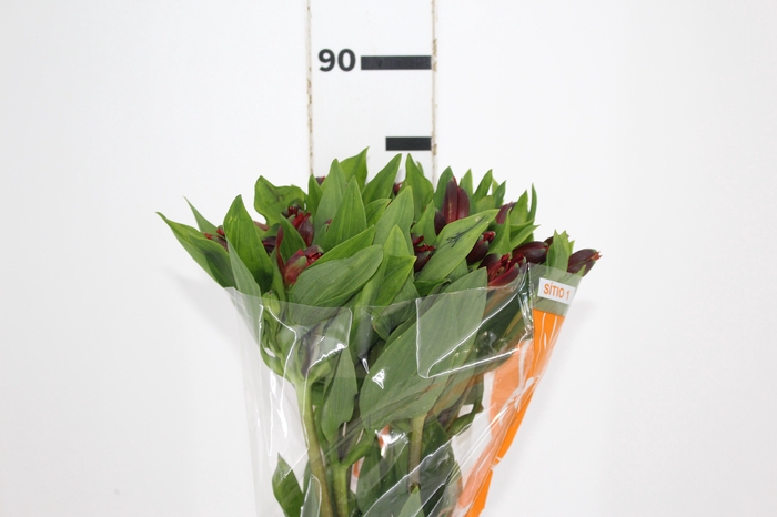 <h4>ALSTROEMERIA ANGELINA 080 CM</h4>