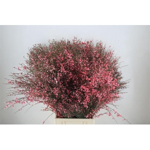 Ginster 400gr Red P Bunch